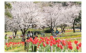 写真；別府公園の桜