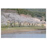志高湖の桜風景